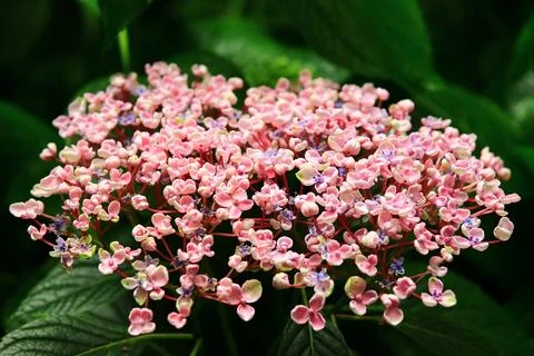 Hydrangea or Big-leaf Hyrdangea flowers blooming in the garden Stock Photos