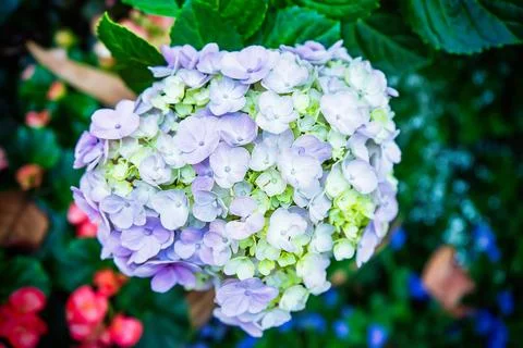 Hydrangea or hortensia Fotos Stock