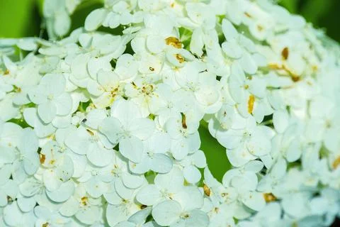 Hydrangea or Hydrangea macrophylla or Hortensia flowers Stock Photos