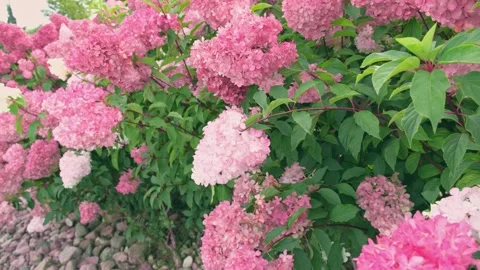 Hydrangea paniculata and conifer. Magenta colored Hortensia grow in the garden Stock Footage 250808355