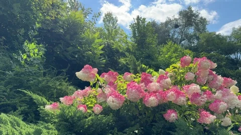 Hydrangea paniculata blooming bush pink white flowers in the park. Stock Footage 322974574