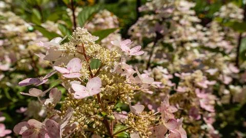 Hydrangea paniculata Blossom Close Up with Soft Pink and White Flowers Stock Photos