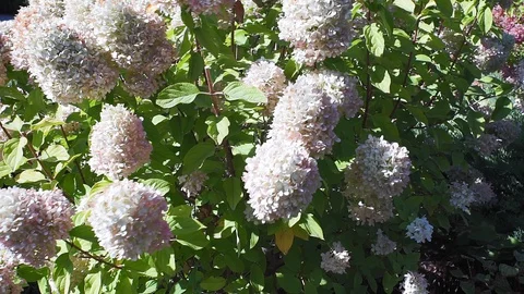 Hydrangea paniculata bush with hydrangea flowers that sway in the wind. Flower Stock Footage 127976373
