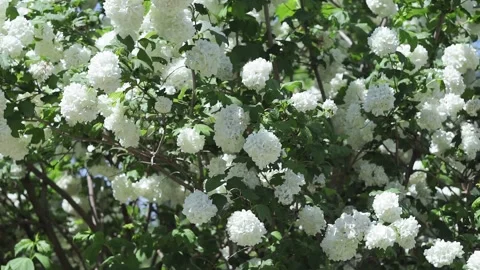 Hydrangea paniculata bush with hydrangea flowers that sway in the wind. Stock Footage 130573591