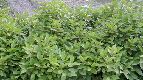 Hydrangea Paniculata 'Candlelight' in Higher Himalayas, Himachal Pradesh Stock Footage 281867337