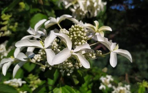Hydrangea paniculata close-up Stock Photos