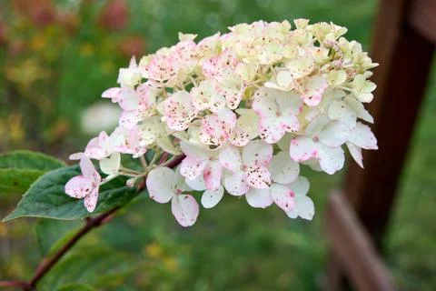 Hydrangea Paniculata Close-Up: White and Pink Flowers with Brown Spots Stock Photos