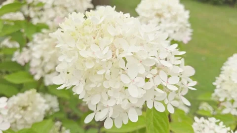 Hydrangea paniculata 'Diamant Rouge' in flower Stock Footage 295273569