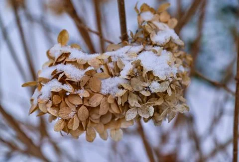 Hydrangea paniculata, first snow covered dry inflorescences in winter in Pr.. Фото