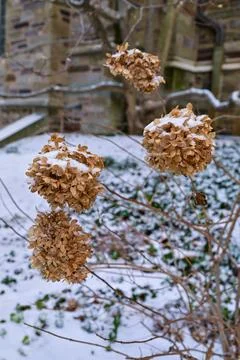 Hydrangea paniculata, first snow covered dry inflorescences in winter in Pr.. Fotos Stock