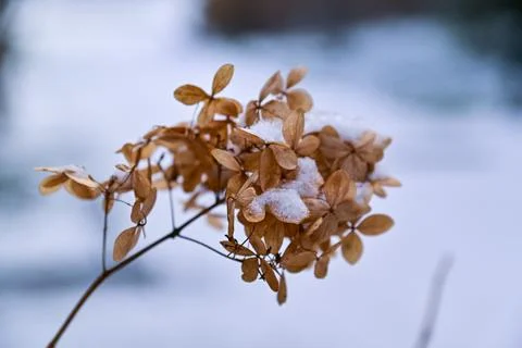 Hydrangea paniculata, first snow covered dry inflorescences in winter in Pr.. Stock-Fotos