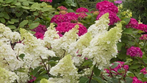 Hydrangea Paniculata in flower Stock Footage 142011424