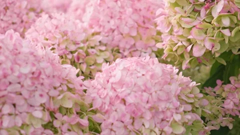 Hydrangea paniculata flowers background texture. Huge landscaping trend Stock Footage 250810125