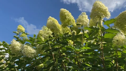 Hydrangea paniculata flowers blooming against blue sky with fluffy white clou Stock Footage 314670272