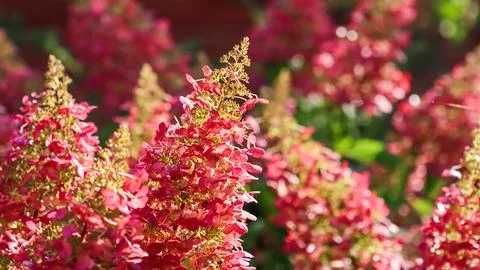 Hydrangea paniculata flowers blushing red and pink in late summer sunlight,.. 库存照片