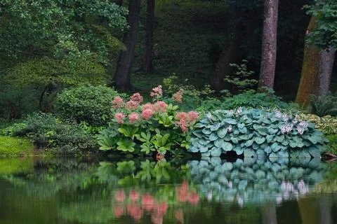 Hydrangea paniculata Grandiflora and Hosta sieboldiana Elegans on the shore.. Stock Photos