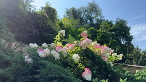 Hydrangea paniculata Grandiflora Stock Footage 305140420
