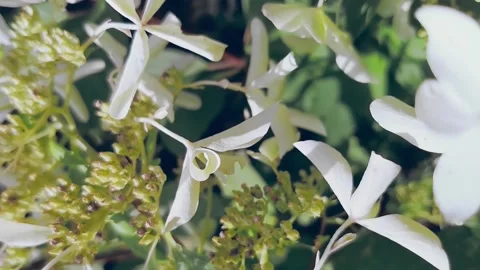 Hydrangea paniculata great star, vertical video, garden, background Stock Footage 164315041