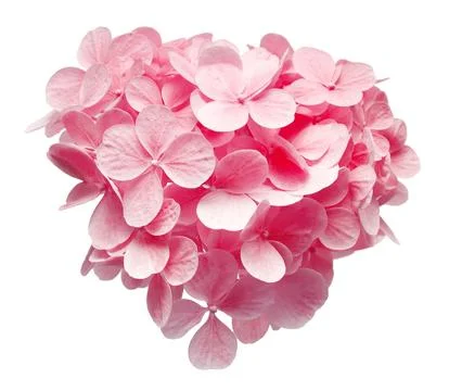 Hydrangea paniculata head isolated on white background. Pink beautiful flow.. Stock Photos