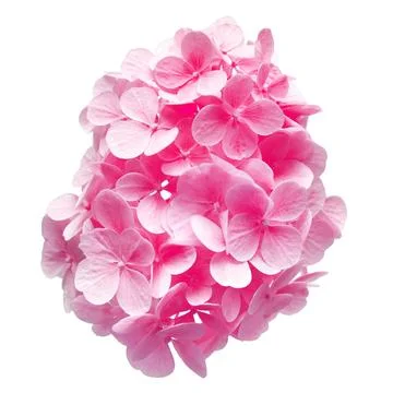 Hydrangea paniculata head isolated on white background. Pink beautiful flow.. Stock Photos