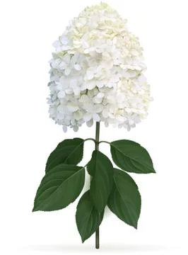 Hydrangea paniculata Limelight Ilustración de archivo