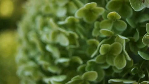 Hydrangea paniculata Limelight, panicled hydrangea, is a species of flowering Stock Footage 157821936
