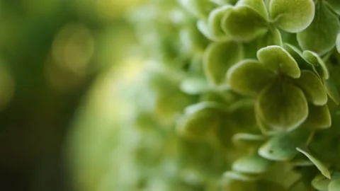 Hydrangea paniculata Limelight, panicled hydrangea, is a species of flowering Stock Footage 158506977