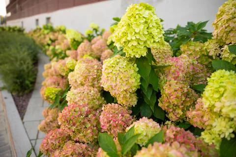 Hydrangea paniculata Little Lime or Graffiti. panicle green hydrangea bushes Stock Photos