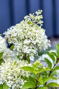 Hydrangea paniculata magical candle. It's also called panicled hydrangea an.. Stock Photos