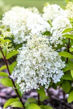 Hydrangea paniculata magical candle. It's also called panicled hydrangea an.. Stock Photos