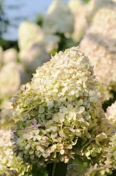 Hydrangea paniculata, the panicled hydrangea Stock Photos