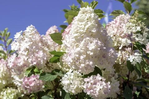 Hydrangea paniculata, the panicled hydrangea Stock Photos