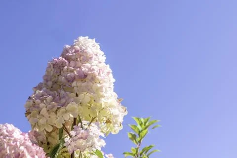 Hydrangea paniculata, the panicled hydrangea Stock Photos