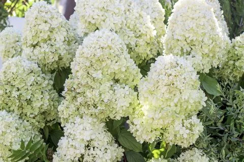 Hydrangea paniculata, the panicled hydrangea Stock Photos