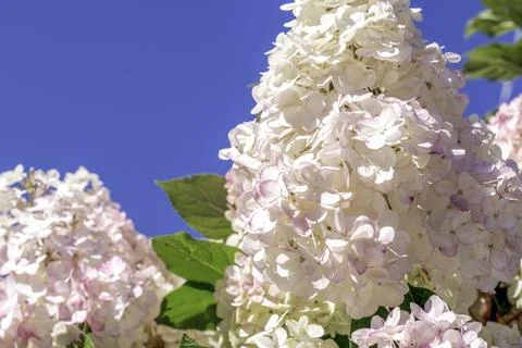 Hydrangea paniculata, the panicled hydrangea Stock Photos