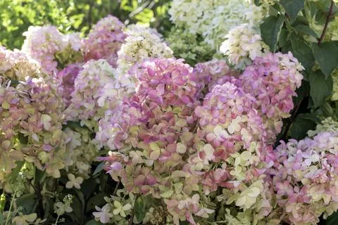 Hydrangea paniculata, the panicled hydrangea Foto stock
