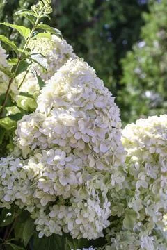 Hydrangea paniculata, the panicled hydrangea Stock Photos