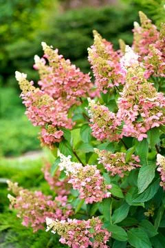 Hydrangea paniculata, the panicled hydrangea, is a species of flowering pla.. Stock Photos