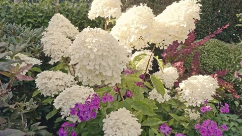 Hydrangea paniculata 'Phantom' in flower Stock Footage 295273718