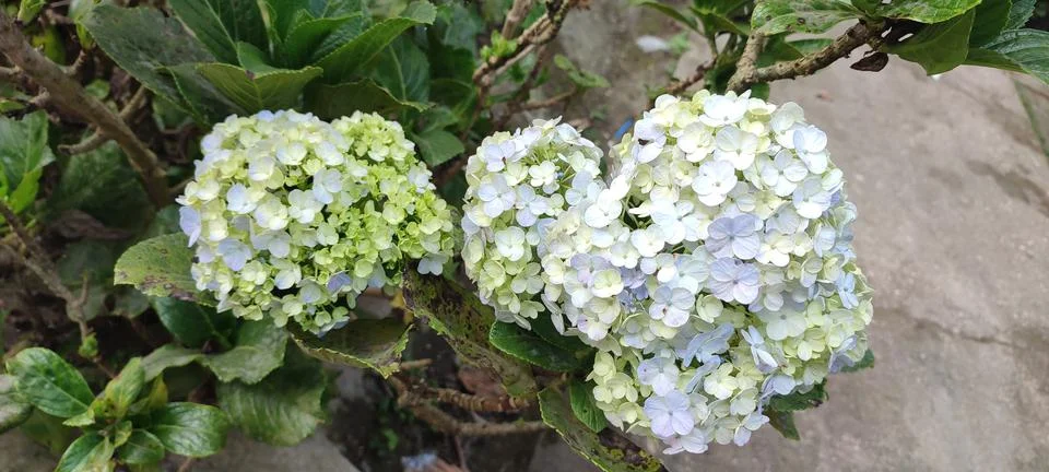 Hydrangea paniculata 库存照片