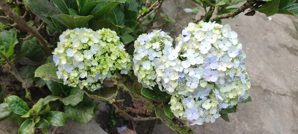 Hydrangea paniculata 库存照片