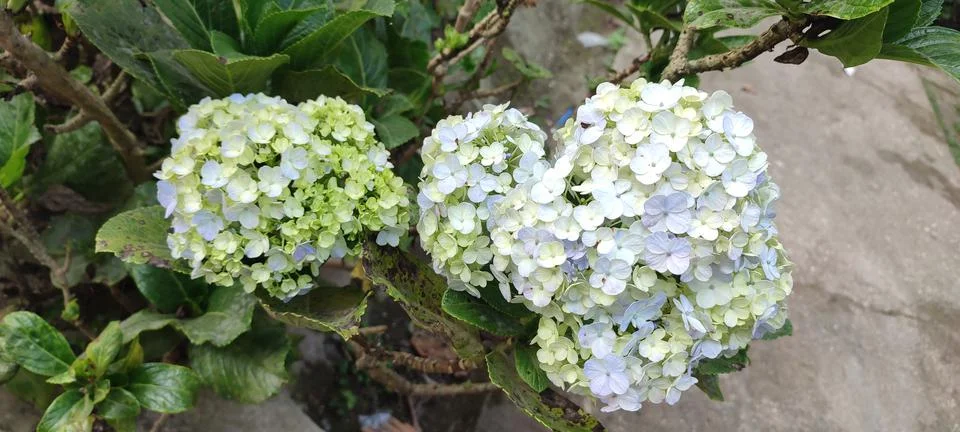 Hydrangea paniculata 库存照片