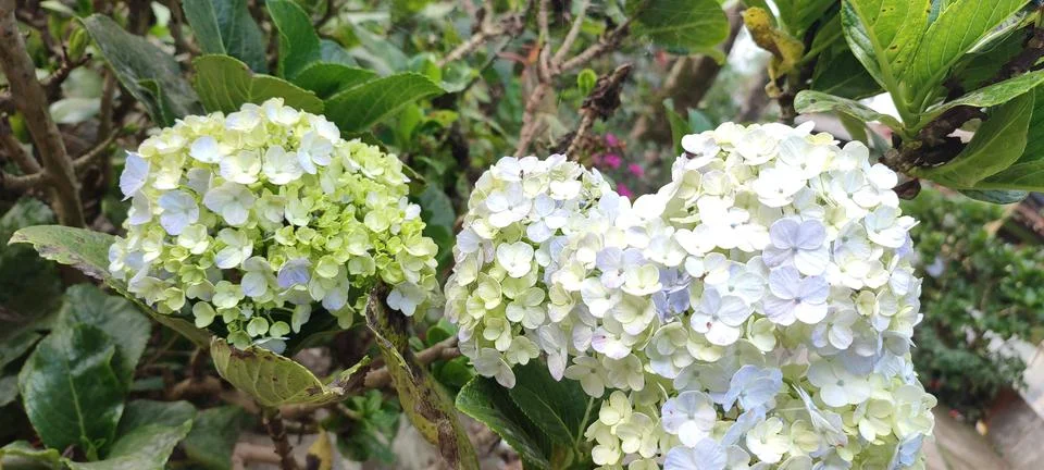 Hydrangea paniculata 库存照片