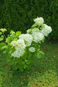 Hydrangea paniculata Stock Photos