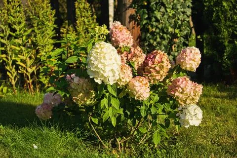 Hydrangea paniculata Stock Photos
