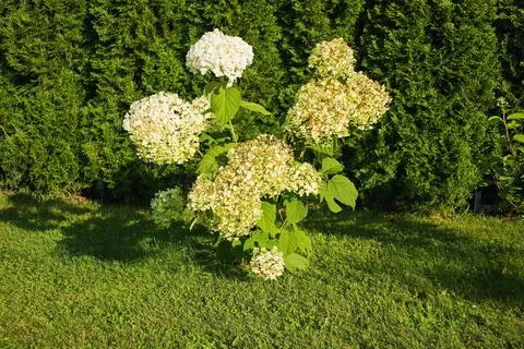 Hydrangea paniculata Stock Photos