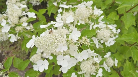 Hydrangea paniculata 'Pink Diamond' in flower Stock Footage 295273690