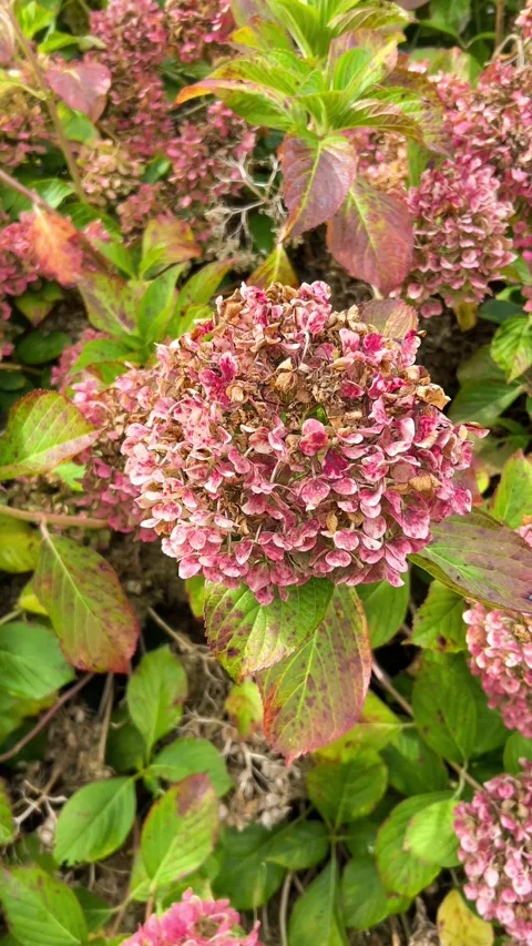Hydrangea paniculata - Pinky Winky, in late summer.  Stock Footage 317389958