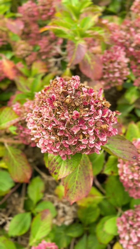 Hydrangea paniculata - Pinky Winky, in late summer.  Stock Footage 317389959