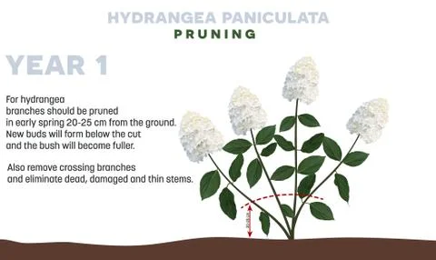 Hydrangea paniculata pruning tips Stock Illustration